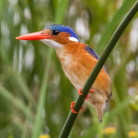 Malachite Kingfisher